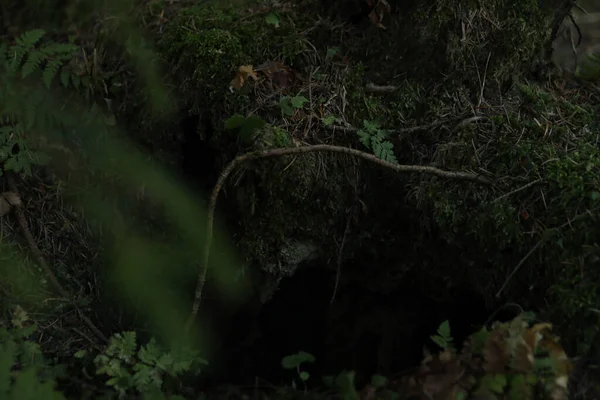 Ormanda yosun ve bitkiler, seçici odak