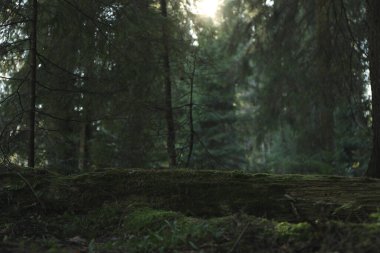 Sonbahar günü Karpat dağlarında orman