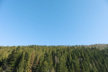 Karpat dağlarındaki ormanlar mavi gökyüzüne karşı