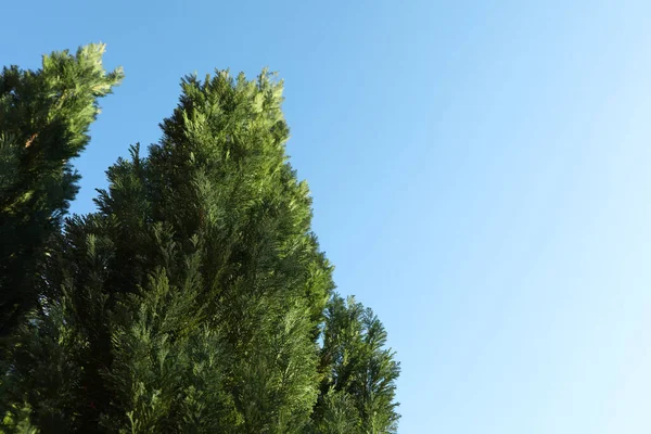 青い空に対して木を針葉樹 テキストのためのスペース — ストック写真