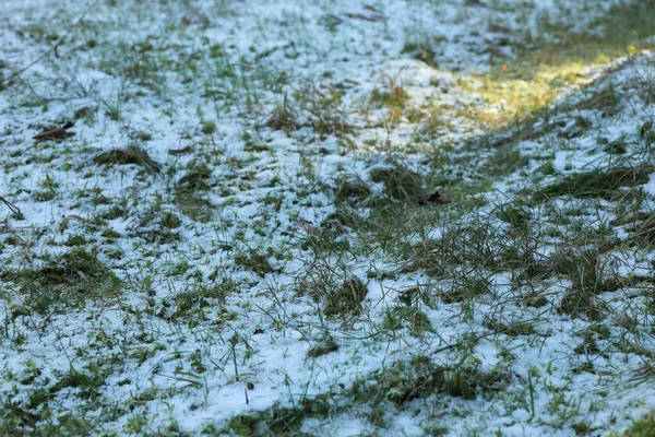 Gras Met Sneeuw Het Bos Met Zonlicht — Stockfoto