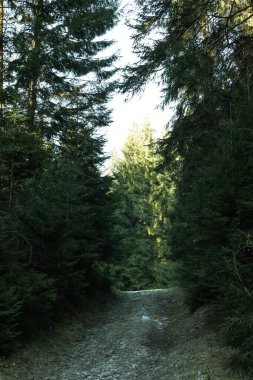 Güneşli bir günde Karpat dağlarında orman