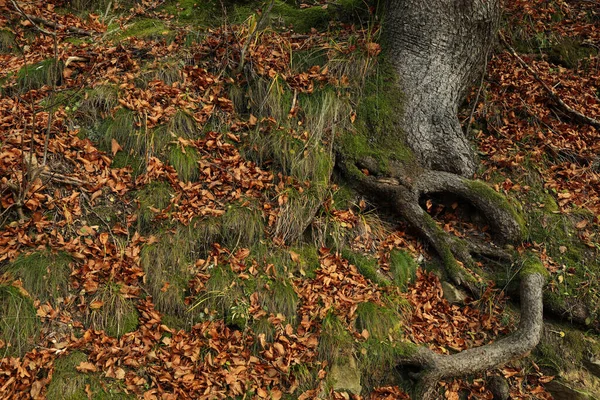 Ρίζα Δέντρου Βρύα Την Ημέρα Του Φθινοπώρου — Φωτογραφία Αρχείου