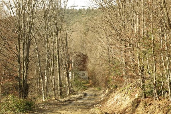 Bosque Con Road Otoño Día Las Montañas Los Cárpatos — Foto de Stock