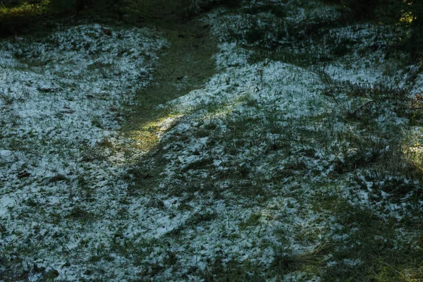 Trawa Śniegiem Lesie Światłem Słonecznym — Zdjęcie stockowe