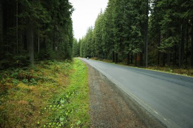 Seyahat ve macera konsepti, ormandaki yol.