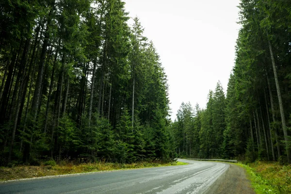 Travel Adventure Concept Road Forest — Stock Photo, Image