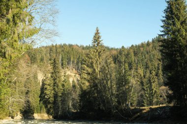 Güneşli bir günde Karpat dağlarında nehir