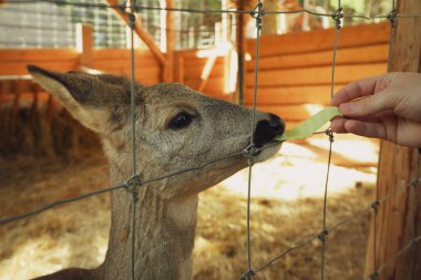 Hayvanat bahçesindeki bir kuş kafesinde lahana yer.