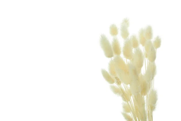 Hygge Concept Αποξηραμένα Άνθη Που Απομονώνονται Λευκό Φόντο — Φωτογραφία Αρχείου