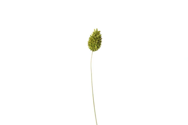 Hygge Kavramı Beyaz Arkaplanda Izole Edilmiş Kurumuş Çiçekler — Stok fotoğraf