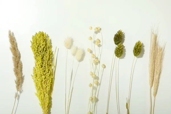 Hygge Concept Dried Flowers White Background — Stockfoto