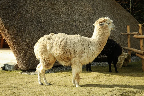 Alpaca Branca Parque Dia Ensolarado Outono — Fotografia de Stock