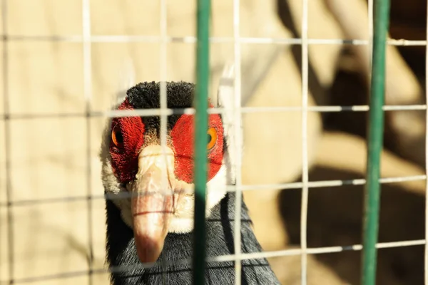 Pheasant Bird Close Selective Focus — Fotografia de Stock