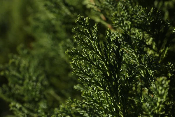 Conifer Tree Space Text Selective Focus — Stock Photo, Image