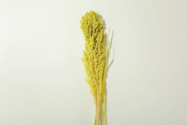 Hygge Konzept Getrocknete Blumen Auf Weißem Hintergrund — Stockfoto