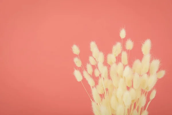 粉红背景干花的概念 — 图库照片