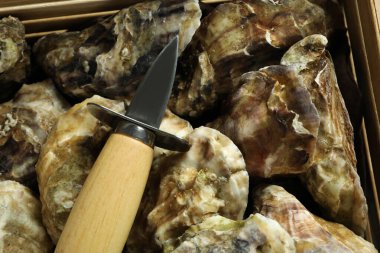 Lezzetli deniz ürünleri kavramı, istiridye, yakın plan.