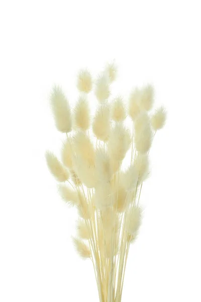 Koncepcja Hygge Suszone Kwiaty Izolowane Białym Tle — Zdjęcie stockowe
