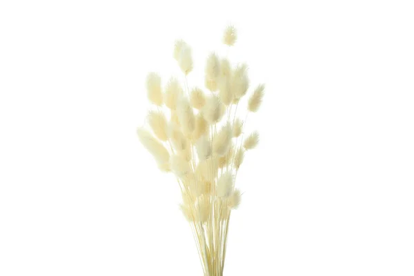 Hygge Kavramı Beyaz Arkaplanda Izole Edilmiş Kurumuş Çiçekler — Stok fotoğraf