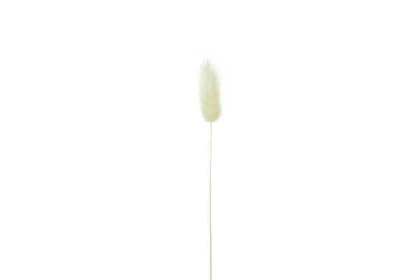 白地に孤立した一枚のドライフラワー — ストック写真