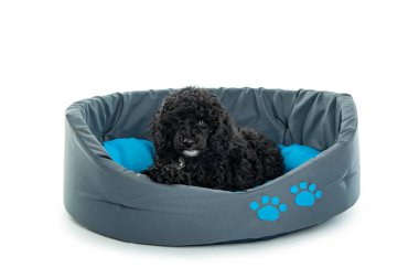 Siyah oyuncak köpek yavrusu beyaz arka planda izole edilmiş.