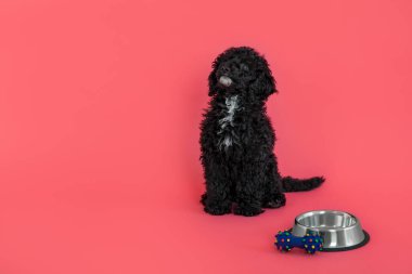 Evcil hayvan kavramı, siyah oyuncak köpek yavrusu, mesaj için alan