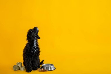Evcil hayvan kavramı, siyah oyuncak köpek yavrusu, mesaj için alan