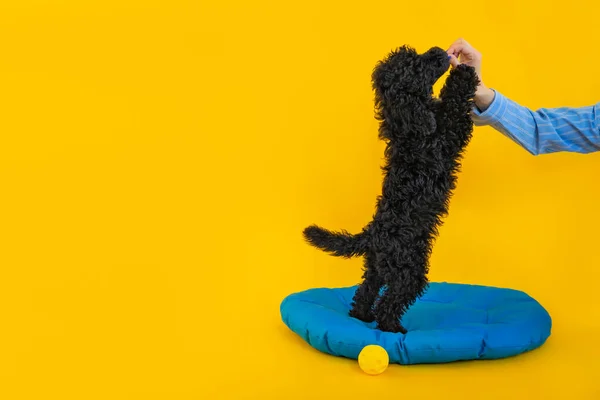 Concept of pet, black toy poodle puppy, space for text