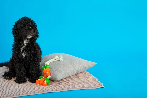 Concept of pet, black toy poodle puppy, space for text