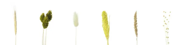 Kurumuş Çiçek Seti Beyaz Arkaplanda Izole Edilmiş — Stok fotoğraf
