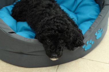 Evcil hayvan, siyah oyuncak köpek yavrusu kavramı