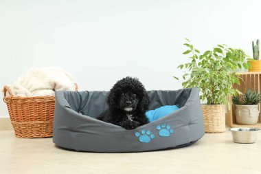 Evcil hayvan, siyah oyuncak köpek yavrusu kavramı