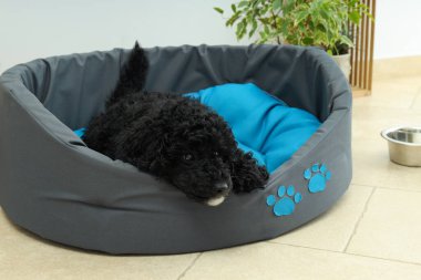 Evcil hayvan, siyah oyuncak köpek yavrusu kavramı