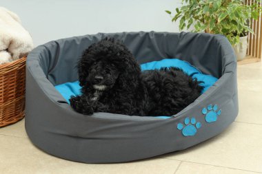 Evcil hayvan, siyah oyuncak köpek yavrusu kavramı