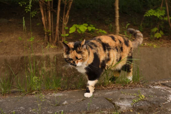 Belo Gato Multicolorido Andando Livre Dia Primavera — Fotografia de Stock