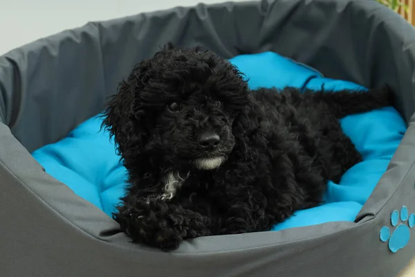 Concepto Mascota Cachorro Perro Juguete Negro — Foto de Stock