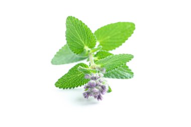 Aromaterapi kavramı, beyaz arka planda izole edilmiş nane.