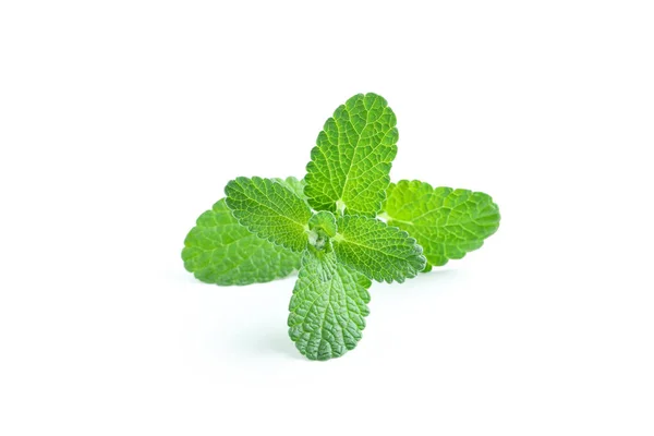 Konsep Aromaterapi Mint Diisolasi Pada Latar Belakang Putih — Stok Foto
