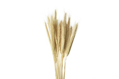 Dikenler beyaz arkaplanda izole edildi, Hygge konsepti