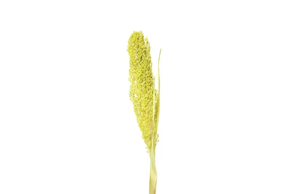 Getrocknete Blume Isoliert Auf Weißem Hintergrund Hygge Konzept — Stockfoto