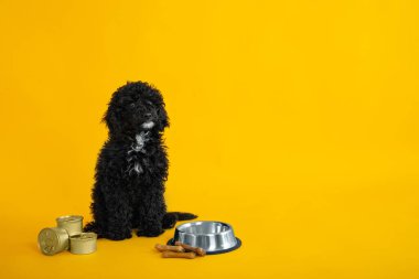 Concept of home pet, toy poodle, space for text