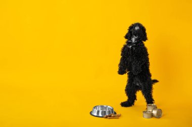 Concept of home pet, toy poodle, space for text