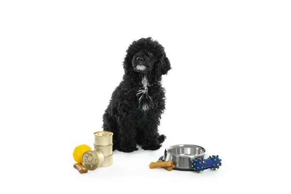 Concepto Mascota Casera Caniche Negro — Foto de Stock