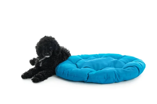 Concept Home Pet Black Poodl — Fotografia de Stock