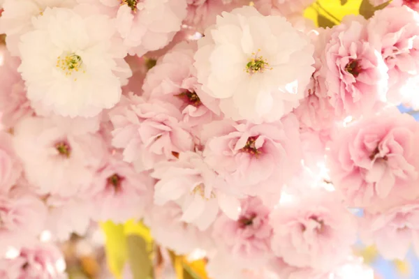 Schöner Sakura Baum Einem Sonnigen Frühlingstag — Stockfoto