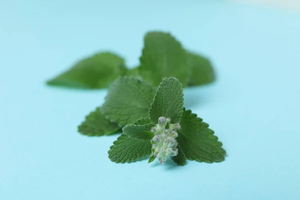 Konsep Aromatherapy Dengan Mint Menutup — Stok Foto
