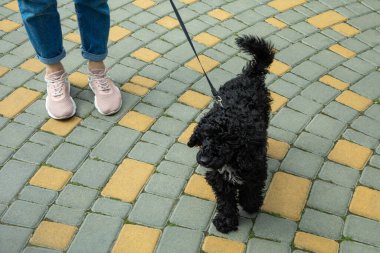 Ev hayvanı kavramı, köpek.