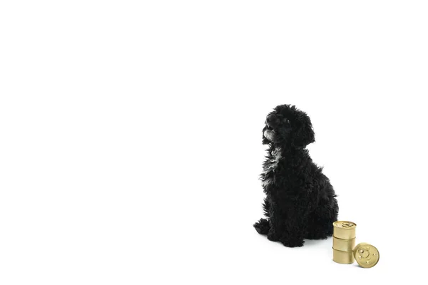 Concept Home Pet Dog — Stockfoto