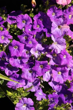 Güneşli bahar gününde açık havada güzel çiçekler